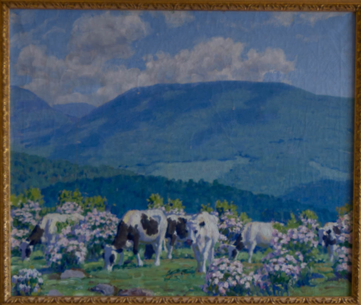 Untitled [Cows grazing amid mountain laurel in the Catskills]
