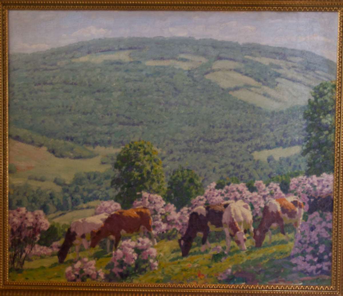 Untitled [Cows grazing amid mountain laurel in Catskills]